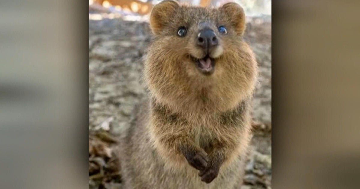 Social Media Fame Eve of Conservation of Conservation efforts for Australia Quokkas