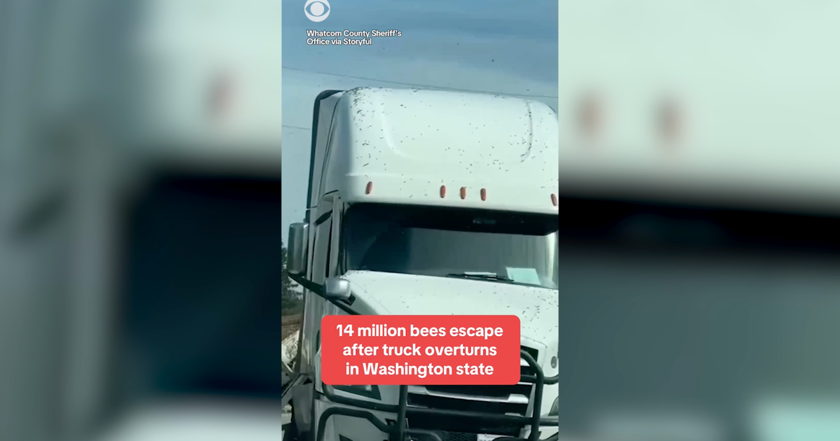 14 million bees flows after truck truck in Washington State