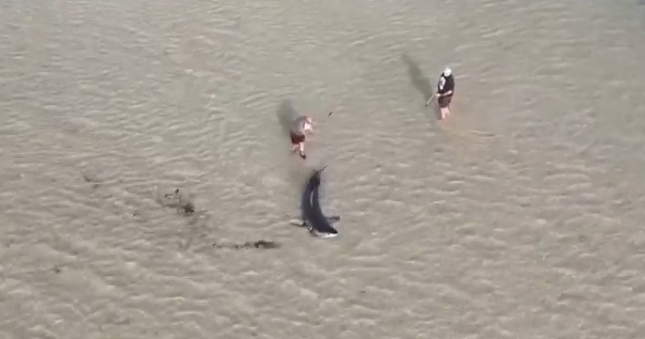Great sharp shroud in surface water in Australia saved by locals - with an assistant from a child of 11 years