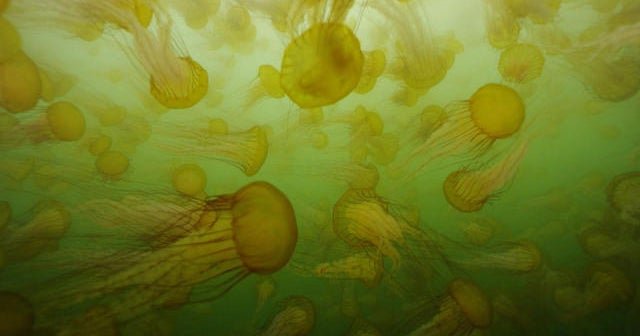 Nature: Nettles of sea in Monterey Bay