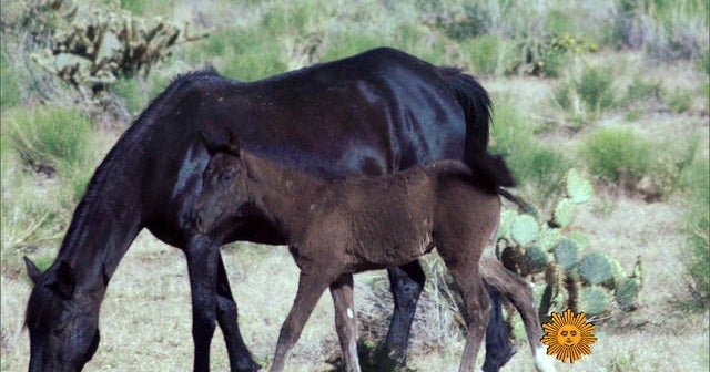 Nature: horses - News News