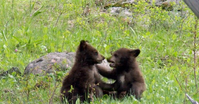 Nature: carry cubits - CBS news