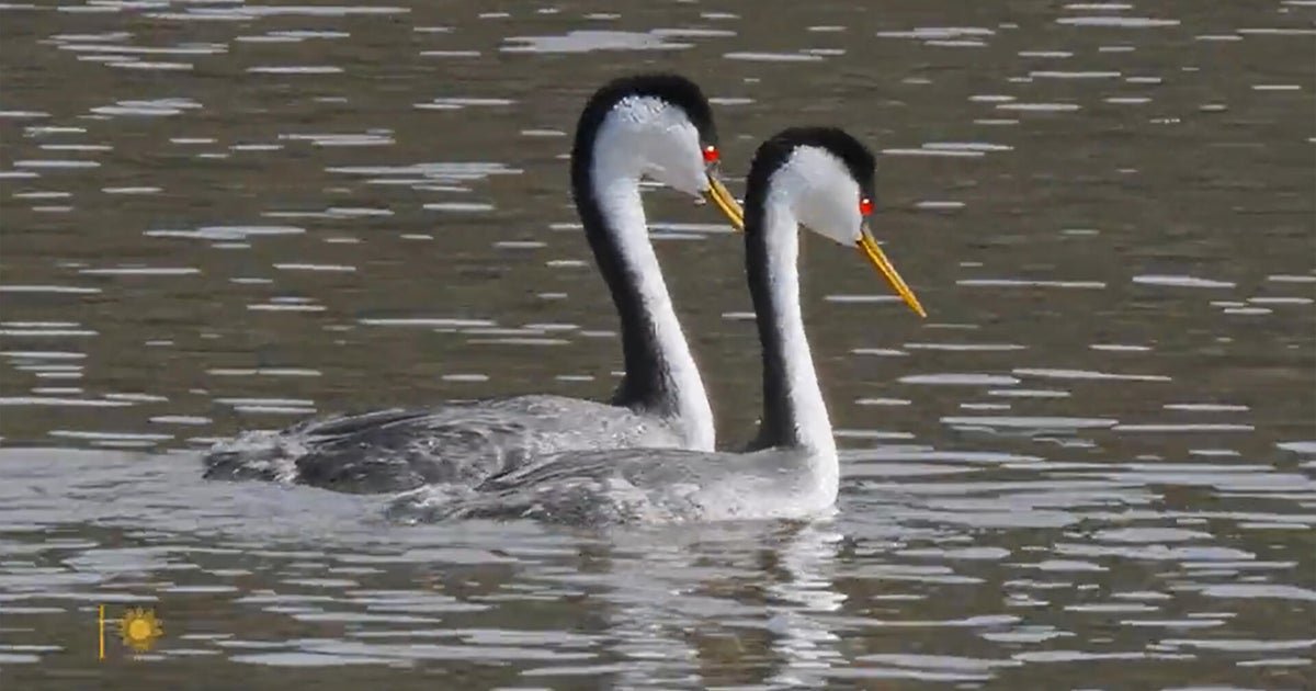 Nature: Arding Garbes - Cbs News