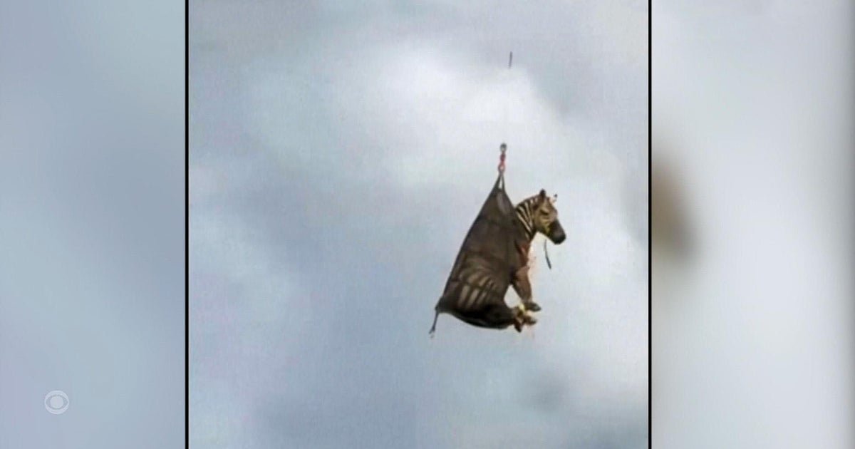 Zebra escaped caught in Tennessee