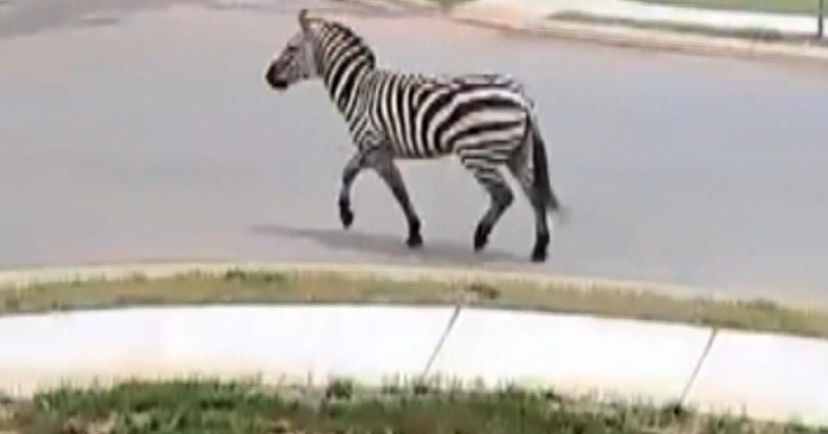 The zebra escape call Ed has spotted in Tennessee, is tracked by Sheriff's Deputy Drone