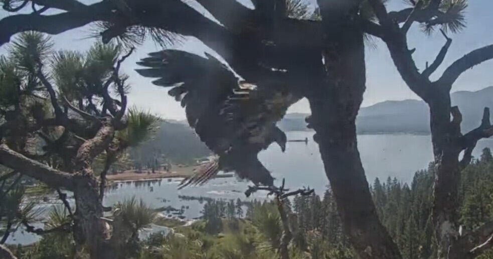 Big Bear Eagle Gizmo takes the first flight from the nest in California, join Sunny sister after weeks of anticipation