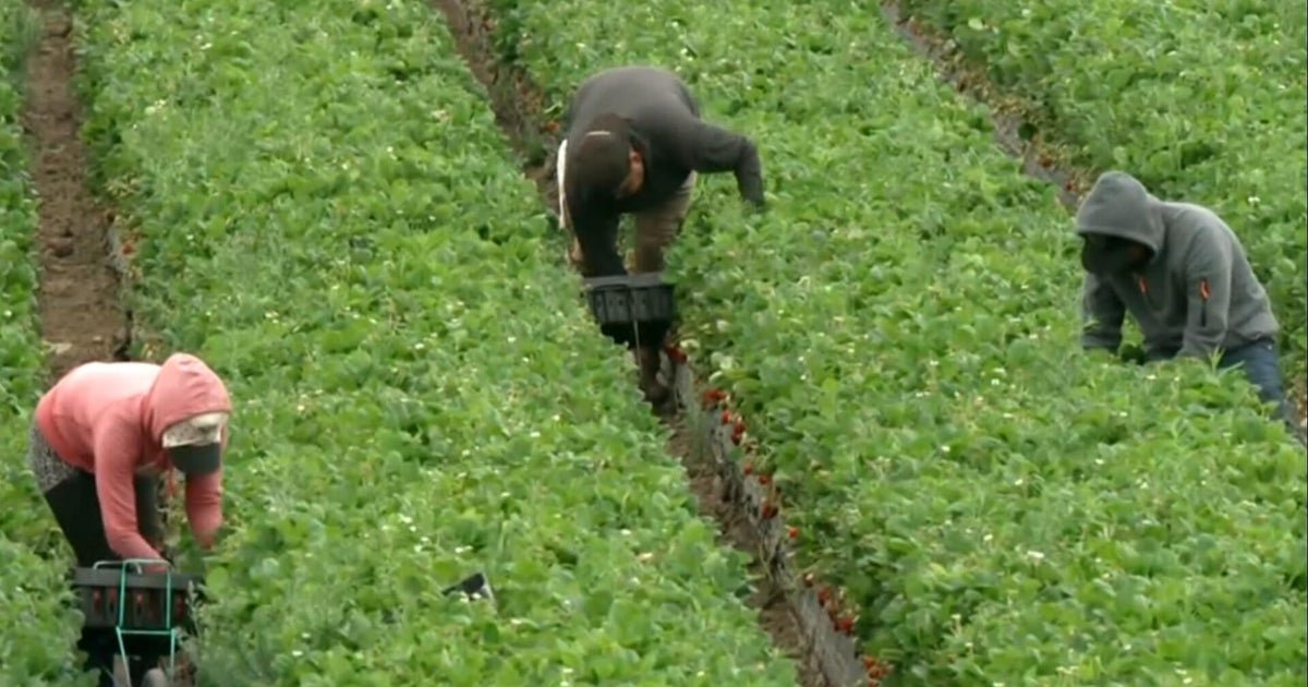 Migrant agricultural workers express fear of ice