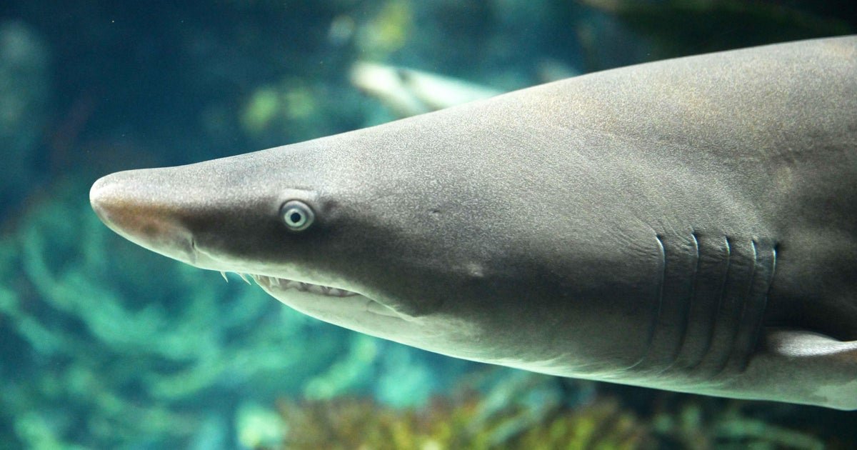Woman will die beating from shark at Jones Beach, officials say