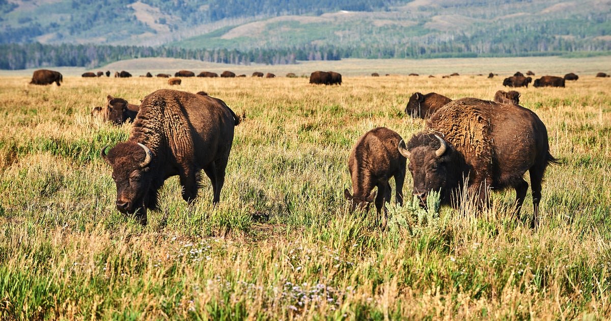 Man Gored from Bison in the Yellowstone National Park After having too close, NPS says