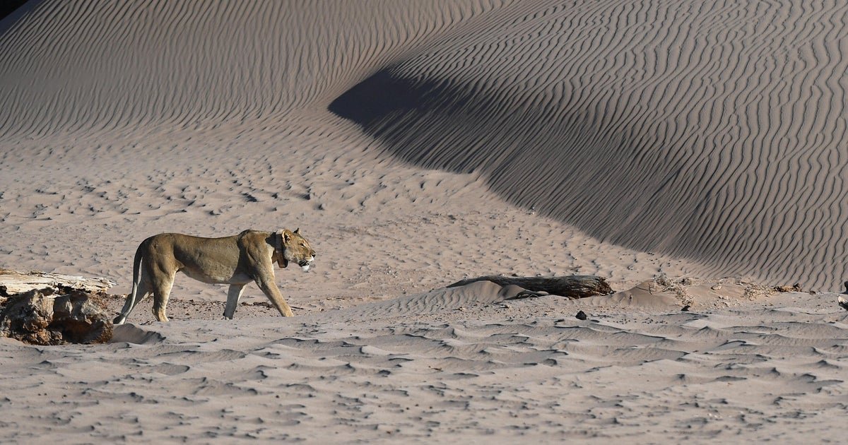 Lion kills business in Lodge Safari in Namibia after he was able to tend to use toilet