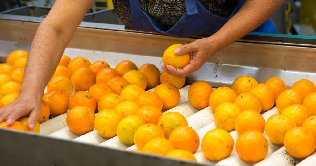 Fairies inspect the food inspector near 20% after trump freezing