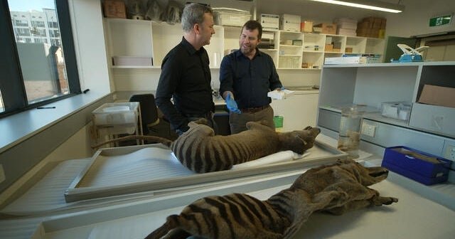 Search continuous for tiger tiger tiger efforts extinct to revive species | 60 minutes