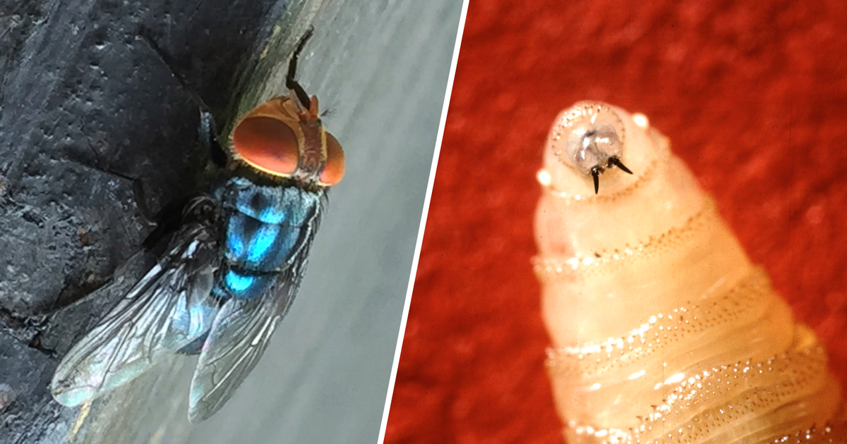 US plans to fight the spread of "Man-eater" screils with the Facility of Flying $ 8.5m in Texas