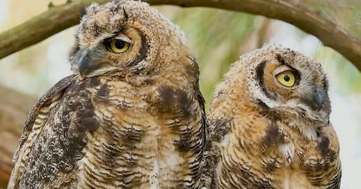 Pair of Owls become San Francisco celebrity