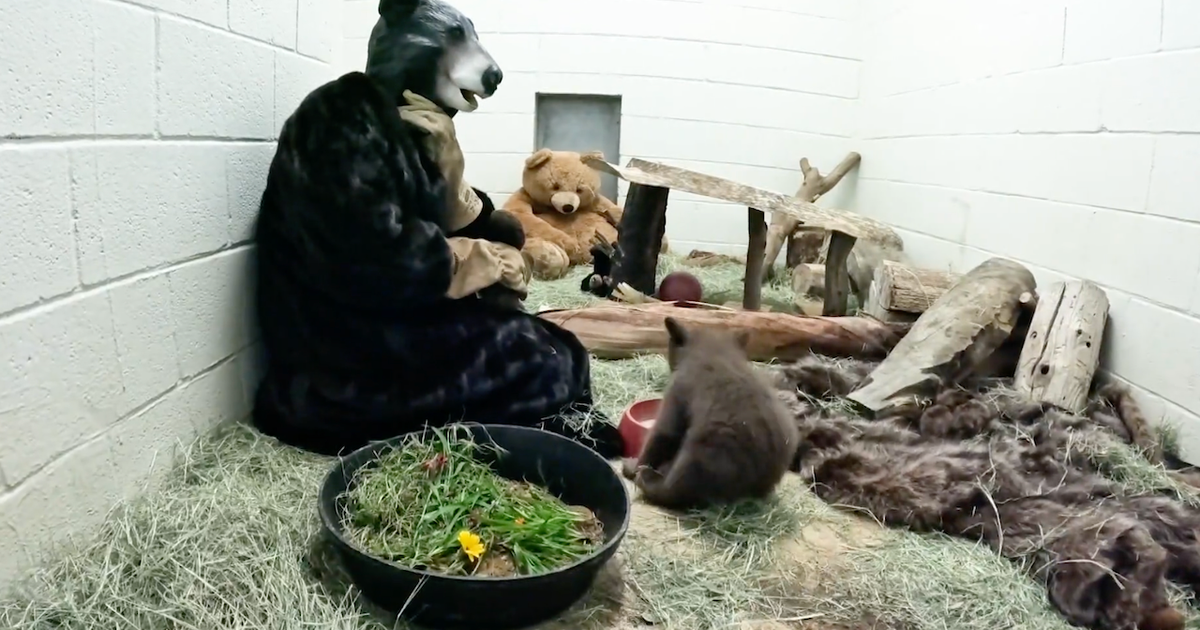 California califresia caliperity help us customs to help orphanate bear