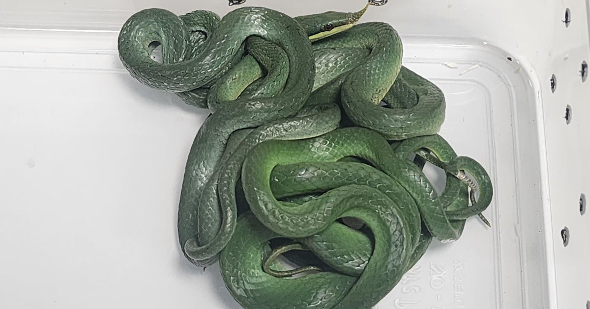 The aircraft of the aircraft in India has taken with 16 live snakes in baggage, including a serpent of rat