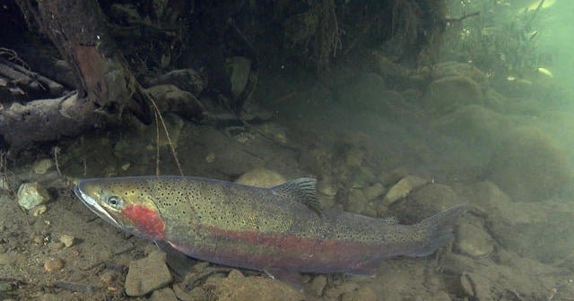 Nature: Trout - CBS news