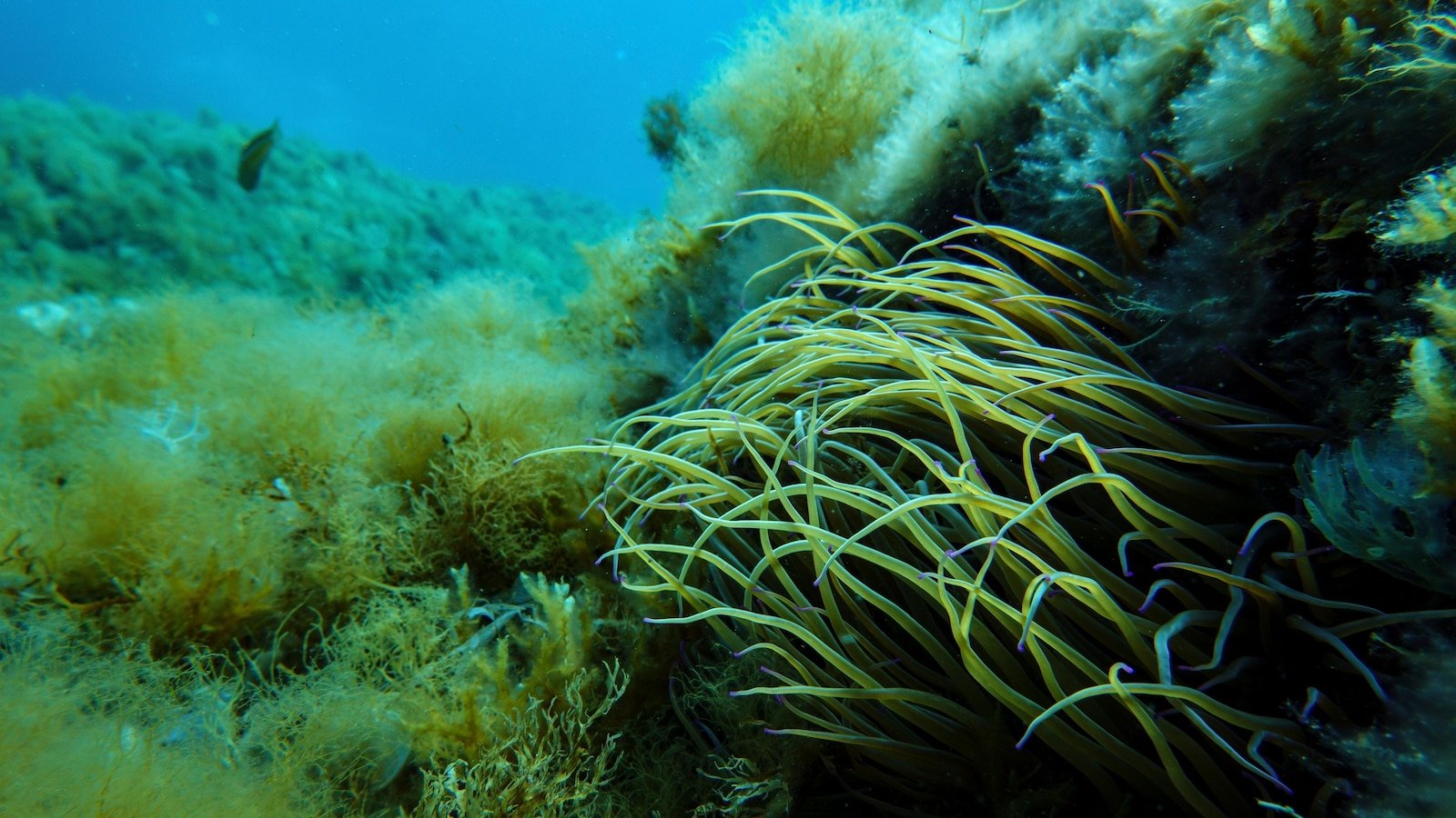 As the ocean conference octle in France, a push to turn the promises in protection
