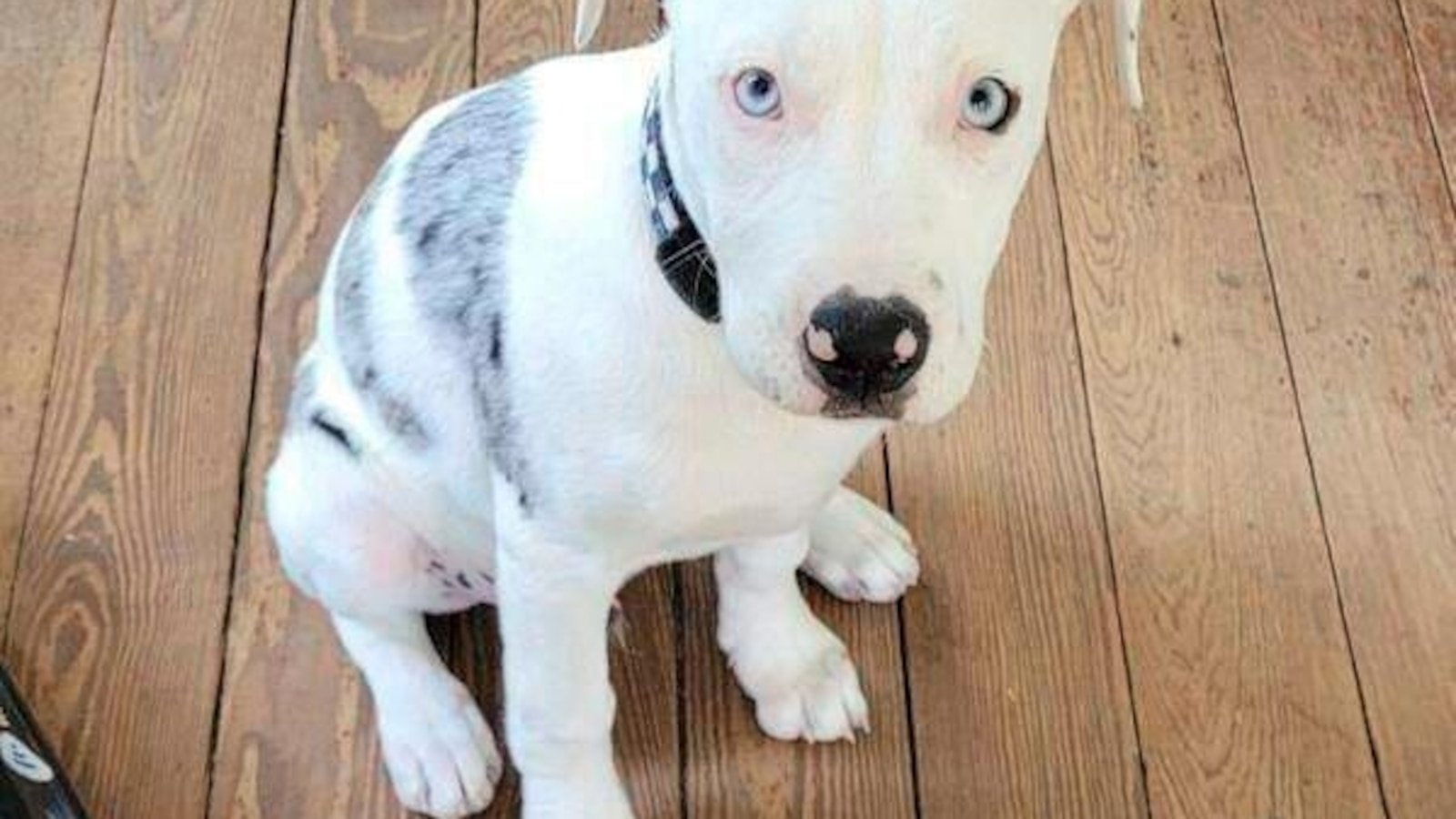 A new police officer orleans who fatally shot a puppy face a process of jury degree