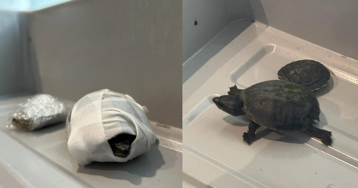 Florida woman got to try to carry turtles through airport safety in his bra, TSA says
