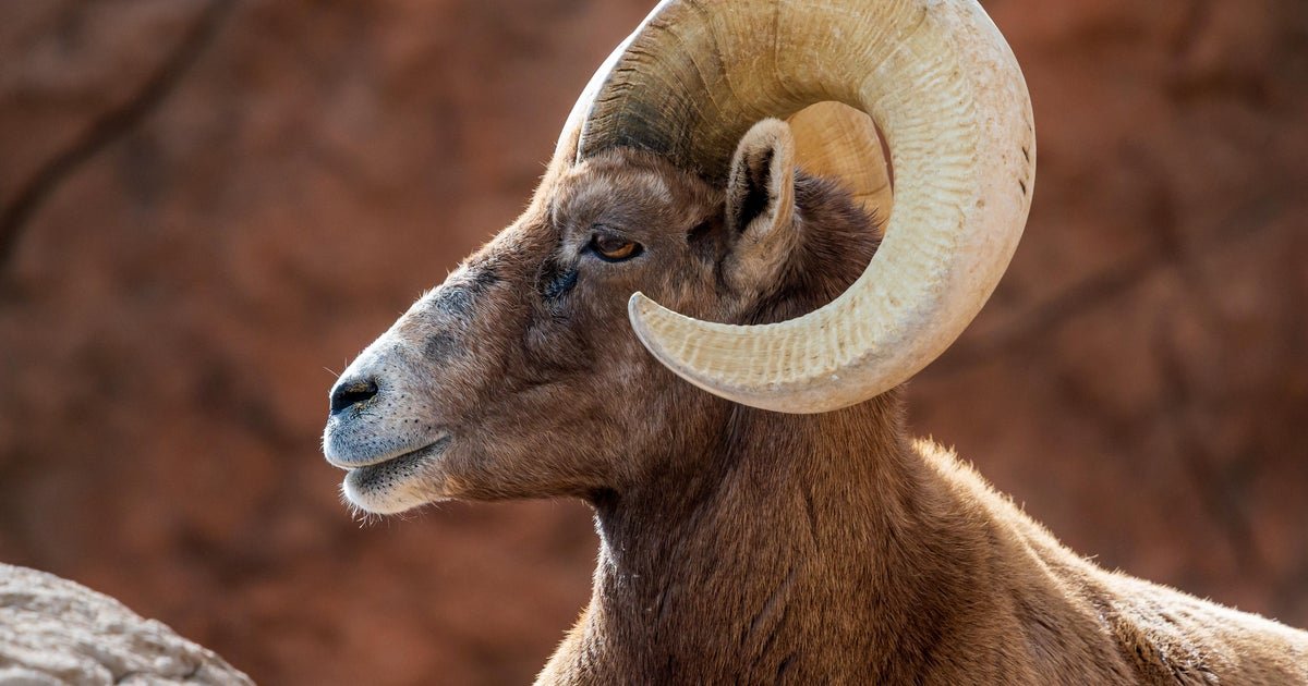 The sheep bighorn are disappear in Texas. The wild biologists are heavy.