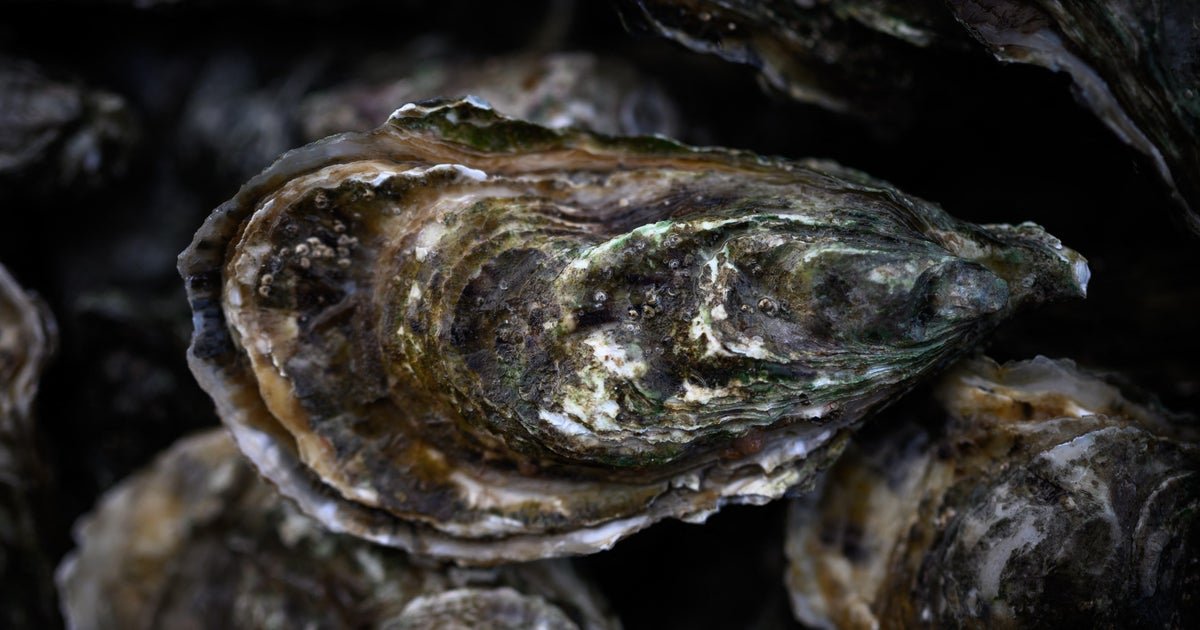 The ship of the century in the ship in the north sea is full of stare of rare oyster in the offer to revive the nearest species