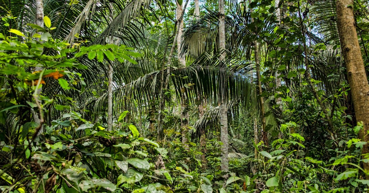 OUTRAAGE AFTER ACTIVITY ACTIVITY SHOT TO DEATH IN Amazon Peruvian
