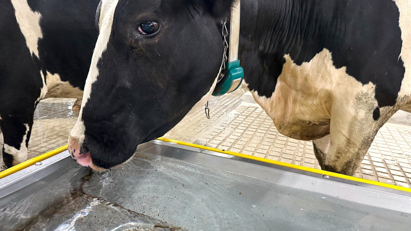 It's Moo-Ving's day for the dairy stick in Michigan State University
