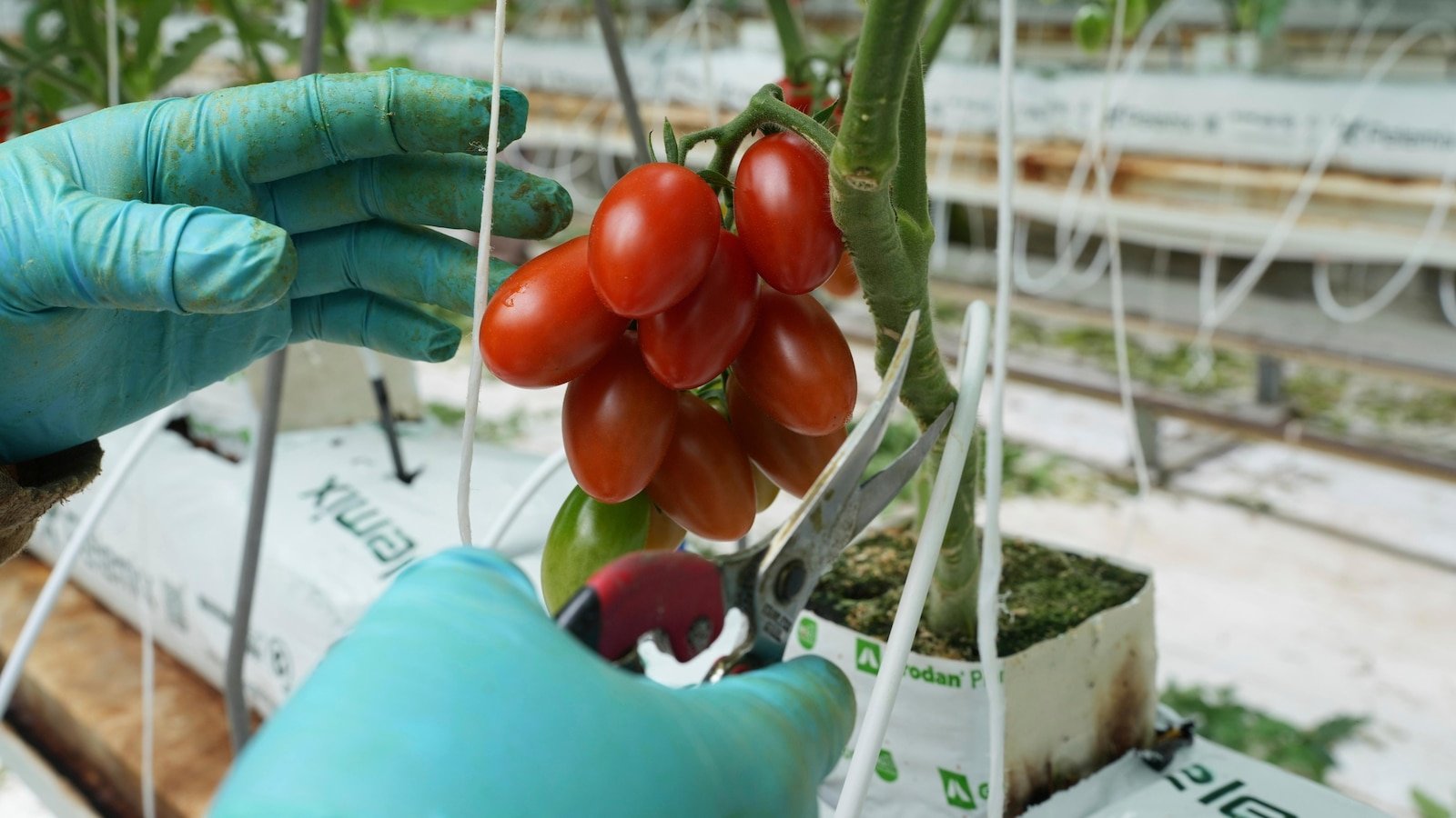 Here's like a Mexanna Tomato Exporter is affected by 17% of the 17% Trump